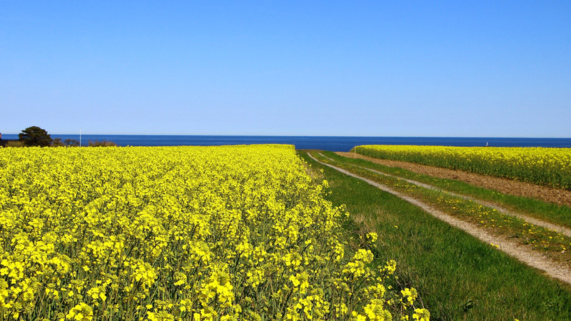 Utflyktsprogram - Ystad